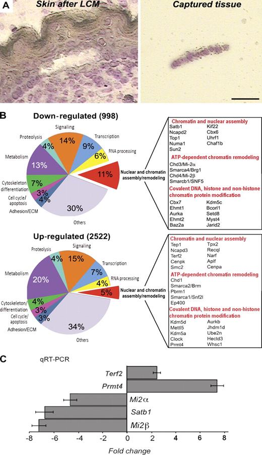 Figure 1. Changes in global transcription profile and expression of the genes encoding chromatin-remodeling factors in the epidermis of p63−/− mice. The skin of E16.5 p63−/− and WT mice was processed for LCM to isolate fragments of the epidermis. RNA was isolated from captured tissue, amplified, and processed for microarray and RT-PCR analyses. (A) Cryosection of the skin after LCM including a fragment of the captured epidermis. Bar, 25 µm. (B) Agilent microarray analysis of the laser-captured epidermis of p63−/− and WT mice. Diagrams showing the ontology of the down- and up-regulated genes in p63-null versus WT epidermis. Selected genes involved in the control of nuclear structure and chromatin remodeling, the expression of which was changed in the epidermis of p63−/− versus WT mice, are listed (a full list of the genes is shown in Tables S1 and S2). (C) Real-time PCR for Satb1, Mi-2α, Mi-2β, Terf2, and Prmt4 in the E16.5 epidermis of p63−/− mice normalized to the corresponding levels in age-matched WT mice. Error bars represent SEM.