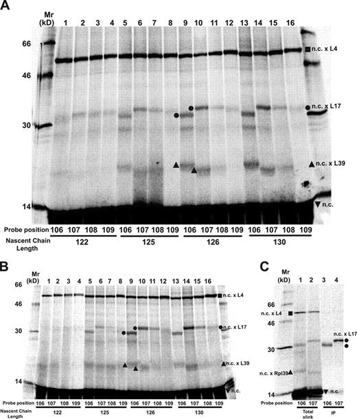 Figure 5. TMS2 photocrosslinking to ribosomal proteins. Membrane-bound (A) or free (B) RNCs containing nascent 35S-labeled 2TML12K2 chains of different lengths were prepared with a photoreactive probe at one of four different TMS2 sites (106–109; Fig. S1), photolyzed, and analyzed by SDS-PAGE. Photoadducts containing L4, L17, and L39 are identified by ▪, •, and ▴, respectively. (C) Free RNCs containing a 35S-labeled 2TML12K2126 nascent chain with a probe at either 106 or 107 were photolyzed and analyzed (lanes 1 and 2 = total proteins; lanes 3 and 4 = proteins precipitated with antibodies specific for L17).