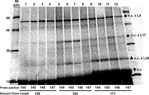 Figure 6. TMS3 proximity to ribosomal proteins. Free RNCs containing nascent 35S-labeled 3TML12,18K3 chains of different lengths were prepared with a photoreactive probe at one of four different TMS3 sites (144–147; Fig. S1) and photolyzed. Photoadducts are identified as in Fig. 5.