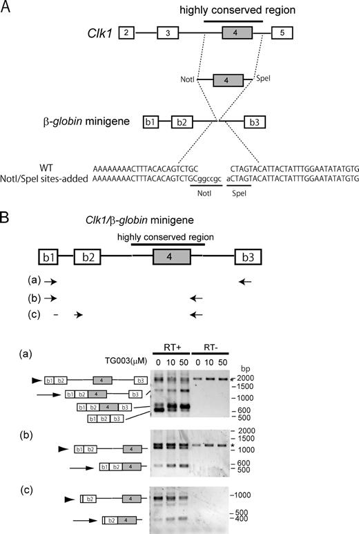Figure 4. The cis-regulatory elements required for the intron retention of Clk1 RNA. (A) Scheme of β-globin minigene construction. Exons 1, 2, and 3 of β-globin are indicated by b1, b2, and b3, respectively. The highly conserved region of mouse Clk1 (indicated by a blue line in Fig. S3) was inserted into NotI–SpeI sites added in the second intron of the β-globin minigene expression vector. The sequence of insertion site in β-globin is indicated. The added sequence is indicated in the lowercase letters. (B) RT-PCR analysis of the reporter RNA splicing. Arrows indicate primer position. Retention of introns adjacent to the translocated exon 4 was observed (arrowheads). In the presence of TG003, a Clk1/4 inhibitor, the intron-retaining pre-mRNA (arrowheads) was decreased, and the splicing intermediate (arrows) and the exon 4–included spliced product were increased. Asterisks show the PCR products derived from the primary transcript and/or contaminated plasmid DNA. RT, reverse transcription; WT, wild type.