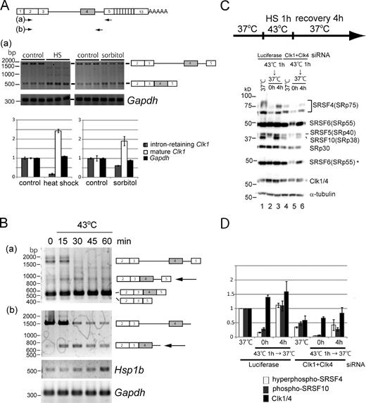 Figure 5. Stress-induced expression of Clk1. (A) Stress-induced maturation of intron 3/4–retaining Clk1 RNA. NIH-3T3 cells were incubated under heat shock (HS) condition (incubated at 43°C) for 60 min (left) or osmotic stress condition (treatment with 600 mM sorbitol) for 60 min (right). Splicing pattern of Clk1 was analyzed by RT-PCR using the same primers as in Fig. 2 A (a). The experiment was performed in triplicate. (bottom) Graphs represent the means with SEM (n = 3) of changes in the intensities after the stresses. (B) Time course analysis of heat shock–induced maturation of Clk1. NIH-3T3 cells were exposed to heat shock at 43°C for the indicated times. Splicing pattern of Clk1 was analyzed by RT-PCR using the same primers as Fig. 2 A (a and b). The maturation intermediate retaining intron 4 is indicated by arrows in a and b. (bottom) Hsp1b mRNA was used as a heat shock control, and Gapdh mRNA was used as an internal control. (C) Effect of Clk1/4 knockdown on SR protein phosphorylation. The cells were incubated with the siRNA against Clk1/4 from 3 d before the assay (lanes 4–6) with the same protocol as in Fig. S2 A. As a control, siRNA against luciferase was used (lanes 1–3). The cells were incubated at a normal temperature (37°C; lanes 1 and 4), incubated at 43°C for 1 h (lanes 2 and 5), and further incubated at 37°C for 4 h (lanes 3 and 6) as indicated in the schema. Phosphorylation states of SR proteins were estimated by immunoblotting using an antiphospho-SR protein antibody. An asterisk shows the shorter exposure for SRSF6. (bottom) The immunoblot with an antibody against α-tubulin was shown as an internal control. (D) Quantification of results in C. Phospho-SRSF4 was quantified by measuring the intensity of the top band (at ∼80 kD) of SRSF4 in C. Each bar shows the mean with SEM of three independent experiments.