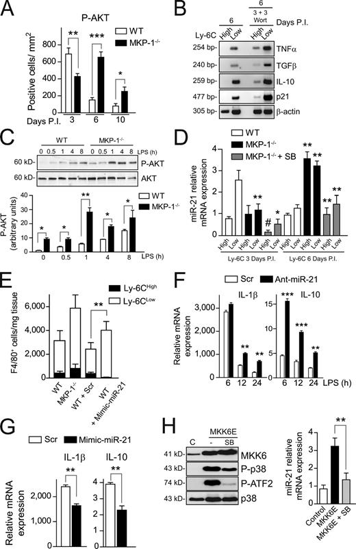 Figure 6. Increased AKT activity in MKP-1−/− macrophages is controlled by p38-induced miR-21 expression. (A) Phospho-AKT (P-AKT)–positive macrophages were counted from immunostained serial cryosections of gastrocnemius muscles obtained from WT and MKP-1−/− mice postinjury (P.I.; see pictures in Fig. S5 D). (B) Gene expression analysis by RT-PCR in FACS-isolated macrophage populations at 6 d after injury from mice treated with wortmannin or vehicle for the preceding 3 d. (C) WT and MKP-1−/− BM macrophages were stimulated with LPS at the indicated times. Western blotting analysis using phospho-AKT and AKT antibodies. (D) Expression of miR-21 was analyzed by qPCR in isolated macrophage populations at 3 and 6 d after injury from WT and MP-1−/− mice or WT mice treated with SB203580 (SB). (E) Total number of macrophages per milligram of muscle at 6 d after injury. Muscles were injected with scrambled or mimic miR-21 oligonucleotides at 3 d after injury. (F) Primary macrophages were transfected with scrambled or ant–miR-21 oligonucleotides and stimulated with LPS for the indicated times; IL-1β or IL-10 expression analysis. (G) As in F, primary macrophages were transfected with scrambled (Scr) or miR-21 mimic oligonucleotides. (H) Primary macrophages infected with a retrovirus expressing MKK6E or an empty retrovirus (C, control), in the absence or presence of SB203580, were analyzed for MKK6, phospho-p38 (P-p38), phospho-ATF2 (P-ATF2), and p38 expression by Western blotting (left) or for miR-21 mRNA expression by qPCR analysis (right). Means ± SEM of at least three experiments. # or ***, P < 0.001; **, P < 0.01; *, P < 0.05.