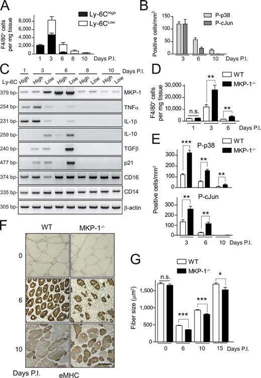 Figure 1. p38–MKP-1 balance is required for efficient skeletal muscle repair. (A) Number of F4/80-positive macrophages in WT muscle at the indicated times postinjury (P.I.) that were obtained by flow cytometry. Total number of cells per milligram of CTX-injured muscle tissue was calculated. (B) Phospho-p38– and phospho–c-Jun (as an indicator of activated JNK)–positive macrophages (P-p38 and P-cJun, respectively) were counted in immunostained cryosections of gastrocnemius muscles obtained from WT mice 3, 6, and 10 d after injury (see pictures in Fig. S1 C). (C) Gene expression analysis by RT-PCR in isolated macrophage populations at the indicated times after injury. (D) As in A, number of F4/80-positive macrophages in WT and MKP-1−/− mice per milligram of injured muscle tissue. (E) As in B, phospho-p38– and phospho–c-Jun–positive macrophages from WT and MKP-1−/− mice at the indicated times after injury (see pictures in Fig. S1 C). (F) Muscle cryosections were stained with an anti-eMHC antibody. Bar, 50 µm. (G) As in F, cryosections were stained with H/E, and the mean area of regenerating myofibers was calculated (see pictures in Fig. S1). Means ± SEM of at least three experiments. ***, P < 0.001; **, P < 0.01; *, P < 0.05.