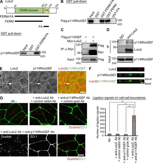 Figure 2. Lulu2 interacts with p114RhoGEF. (A, top schematic) Lulu2 has a FERM and a FERM adjacent (FA) domain. Amino acid numbers of mouse Lulu2 are indicated. Lysates of DLD-1 cells were examined for GST pull-down assays using GST or GST-FERM-FA. Endogenous p114RhoGEF was detected by immunoblotting. N, N terminus; C, C terminus. (B) Lysates of MDCK cells transfected with Flag-p114RhoGEF were examined for GST pull-down assays using GST, GST-FERM-FA, GST-FERM, or GST-FA (Fig. S4 B). (C) Lysates of MDCK cells cotransfected with the indicated combinations of constructs were immunoprecipitated (IP) with anti-Myc antibody. (top) Coprecipitated Flag-p114RhoGEF was detected by immunoblotting with anti-Flag antibody. Comparable amounts of Flag-p114RhoGEF were expressed (Input). (D) Lysates of DLD-1 cells were immunoprecipitated with control rabbit IgG or rabbit anti-Lulu2 antibody. Coprecipitated endogenous p114RhoGEF was detected by immunoblotting with anti-p114RhoGEF antibody. Characterization of the rabbit anti-Lulu2 antibody used is described in Fig. S2 (E and F). (E and F) DLD-1 cells doubly immunostained for Lulu2 and p114RhoGEF. Vertical images are shown in F. p114RhoGEF overlaps Lulu2 (arrows). (G) The in situ proximity ligation assay in DLD-1 cells. The assay was performed using goat anti-Lulu2 and rabbit anti-p114RhoGEF antibodies (Ab). ZO-1 was also stained using mouse anti–ZO-1 antibody to identify cell–cell boundaries. The ligation signals (red) were detected as dots at cell–cell boundaries in the samples incubated with anti-Lulu2 and anti-p114RhoGEF antibodies but scarcely detected in those incubated with anti-Lulu2 antibody and control rabbit IgG or anti-p114RhoGEF antibody and control goat IgG, suggesting that Lulu2 interacts with p114RhoGEF at cell–cell boundaries. Cytoplasmic dots are nonspecific signals in DLD-1 cells. Quantification of numbers of ligation dots at 100 cell–cell boundaries is shown in the right graph. n = 3 independent experiments, in each of which 100 cell–cell boundaries were examined. Error bars indicate SD. **, P < 0.01 by Student’s t test. Bars: (E) 20 µm; (F) 2 µm; (G) 10 µm.