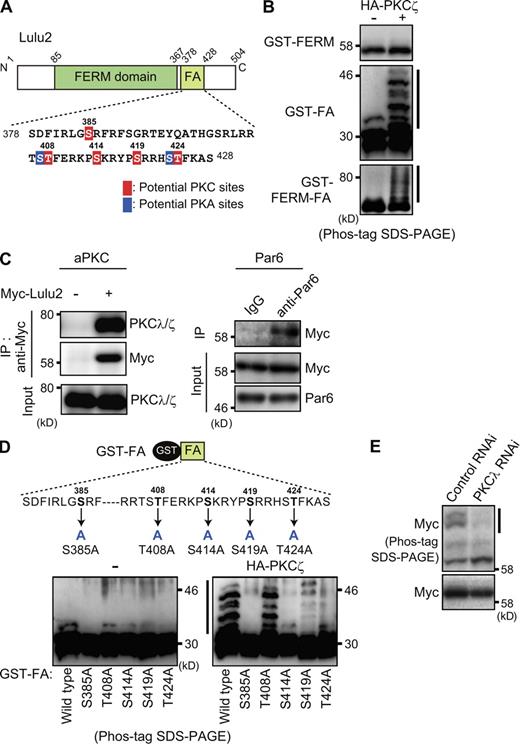 Figure 7. Lulu2 is phosphorylated by aPKC. (A) Amino acid sequence of the FA domain (378–428 aa; mouse Lulu2) is shown. Potential PKA or PKC phosphorylation sites (NetPhosK program) are in blue or red, respectively. N, N terminus; C, C terminus. (B) GST-FERM-FA, GST-FERM domain and GST-FA domain were subjected to in vitro kinase assays with PKC-ζ. Phosphorylation was detected by mobility shift patterns (bars) in Mn2+–Phos-tag SDS-PAGE followed by immunoblotting with anti-GST antibody. PKC-ζ used is shown in Fig. S4 E. See Materials and methods for details. (C, left) Lysates of MDCK cells expressing Myc-Lulu2 were immunoprecipitated (IP) with anti-Myc antibody. (left, top, PKC-λ/ζ) Coprecipitated endogenous PKC-λ/ζ was detected. (right) Lysates of MDCK cells expressing Myc-Lulu2 were immunoprecipitated with rabbit control IgG or anti-Par6 antibody. (top right, Myc) Coprecipitated Myc-Lulu2 was detected. (D) GST-fused mutant forms of the FA domain, in which Ser385, Thr408, Ser414, Ser419, or Thr424 was replaced by alanine, were prepared and examined for phosphorylation by aPKC-ζ in vitro (right, HA–PKC-ζ), or left untreated (left, −). Phosphorylated GST-FA was detected by mobility shift patterns (bar) in Mn2+–Phos-tag SDS-PAGE followed by immunoblotting with anti-GST antibody. (E) MDCK cells expressing Myc-Lulu2 were treated with control siRNA or PKC-λ siRNA-1. Phosphorylated Lulu2 was detected by mobility shift patterns (bar) in Mn2+–Phos-tag SDS-PAGE followed by immunoblotting with anti-Myc antibody.