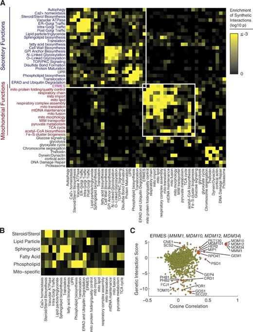 Figure 2. Structure of genetic interactions within and between mitochondria and the secretory pathway. (A) A heat map of log10 P-values for the enrichment of synthetic genetic interactions (S-score < −3) between genes annotated as functioning in different pathways of the secretory system, mitochondria, or related pathways. Genes were manually assigned a single annotation based on curation of the literature (Table S2). Enrichment P-values were calculated using the binomial distribution as the probability of observing as many or more synthetic interactions between genes with the indicated annotations, given the number of measurements and an expected probability of synthetic interaction that accounts for the overall interaction frequency for each annotation (see Materials and methods for more details). Enrichment P-values were calculated after accounting for the overall frequency of interactions for each annotation. (B) A heat map of enrichments of synthetic interactions (as in A) for the different major branches of the cellular lipid biosynthesis machinery. (C) Genetic connection scatter plot for the average of ERMES component genes MDM10, MDM12, MDM34, and MMM1. The x axis represents the cosine correlation between the mean of ERMES genes interaction scores, and the y axis indicates the mean interaction score between the ERMES genes and each gene in the MITO-MAP. Every point in the scatter plot represents one gene. The cosine correlation values for points corresponding to the selected genes themselves were computed using the mean of the interaction score vectors for the remaining selected genes. In cases where the genetic interaction score was not measured, the point is plotted in gray along the line y = 0.