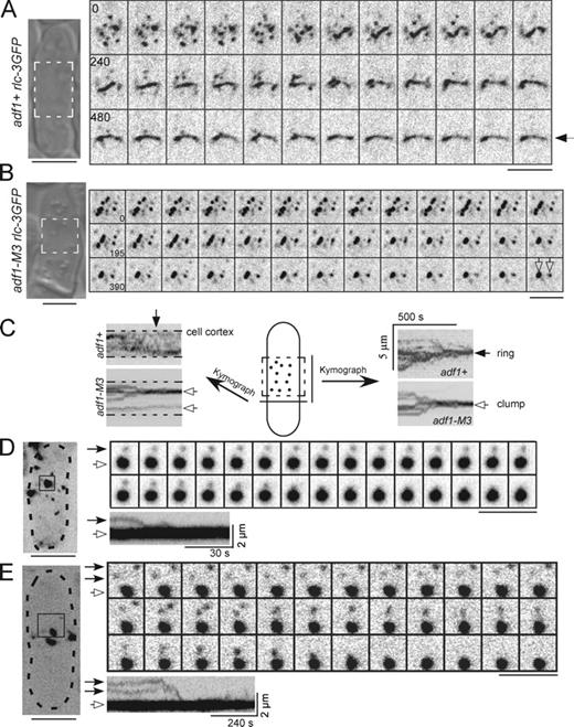 Figure 4. Node movements in wild-type and cofilin mutant cells. Negative-contrast fluorescence micrographs of cells with nodes marked by Rlcp-3GFP at 25°C. Numbers are time in seconds on an arbitrary time scale. Bars, 5 µm. (A and B) A DIC image of each cell is shown on the left with the region of interest highlighted by dashed lines. Montages show time series of single confocal sections. (A) This wild-type cell condensed nodes into a ring (arrow) in 480 s from the beginning of this series. The interval between each frame is 20 s. Also see Video 5. (B) The nodes in this adf1-M3 cell formed one big clump and a small clump (empty arrows). Also see Videos 6 and 7. (C) Kymographs of node movements in an adf1+ cell (from A) and an adf1-M3 cell (from B). Kymographs were constructed from time series of projections of the top confocal section of the regions of interest (dashed rectangle) onto lines either perpendicular (left) or parallel (right) to the long axis of the cell. Over time nodes formed either a contractile ring (arrow) or clumps (empty arrows). (D and E) Motions of nodes (closed head arrows) relative to clumps (open head arrows) in adf1-M2 cells. Boxes outline regions of interest (ROI) in maximum intensity projections of a Z-series of fluorescence micrographs of whole cells (dashed lines) at the start of the time series. Kymographs were generated as in C. (D) A node merged with a nearby clump of nodes. The ROI was rotated 90° clockwise for viewing. (E) Two nodes merged with each other before merging with a clump of nodes.