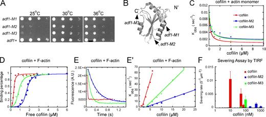 Figure 1. Mutant cofilins with defects in severing actin filaments. (A) Growth of wild-type and mutant strains. Drops with 10-fold serial dilutions were plated on YE5s agar and grown for 4 d at 25°C, or for 3 d at 30 or 36°C. (B) Ribbon diagram of fission yeast cofilin (PDB: 2i2q) rendered by PyMol (DeLano Scientific). Arrows indicate sites of point mutations in adf1-M1 (P10A, E11A), adf1-M2 (K23A, S24A, R25A), and adf1-M3 (E132A, K133A). (C–F) Biochemical characterization of wild-type cofilin (red symbols and lines), cofilin-M2 (blue), and cofilin-M3 (green). (C) Dependence of kobs for dissociation of etheno-ATP from actin monomers in 1 mM MgCl2, 1 mM EGTA, 2 mM TrisCl, and 0.5 mM DTT, pH 8.0 on the concentrations of the three cofilins. The smooth curves are fits of the binding equation (Bryan, 1988; Hawkins et al., 1993) yielding the Kds listed in Table II. (D) Equilibrium binding of a range of cofilin concentrations to 2 µM pyrene-labeled actin filaments in KMEI polymerization buffer (50 mM KCl, 1 mM MgCl2, 1 mM EGTA, and 10 mM imidazole, pH 7.0) measured by fluorescence after 0.5 h incubation. The fraction bound was calculated from the fluorescence decrease relative to the maximum decrease. The free cofilin concentration was the total cofilin in the reaction minus the cofilin bound to the actin filaments. (E) Time course of 3 µM cofilin binding to 1 µM pyrene-labeled actin filaments in KMEI polymerization buffer measured by the decrease in fluorescence. Fits of a single exponential equation to the data gave observed rate constants (kobs) of 73.6 s−1 (wild type), 3.0 s−1 (cofilin-M2), and 8.9 s−1 (cofilin-M3). (E′) Concentration dependence of kobs for cofilin binding to 2 µM pyrene-labeled actin filaments in KMEI polymerization buffer. Each data point is an average of kobs for at least three reactions. (F) Cofilin concentration dependence of the actin filament–severing rate in TIRF buffer observed by total internal reflection fluorescence (TIRF) microscopy (see Fig. S2 E). Severing of actin filaments by 200 nM cofilin-M3 was negligible. Error bars represent the standard deviations.