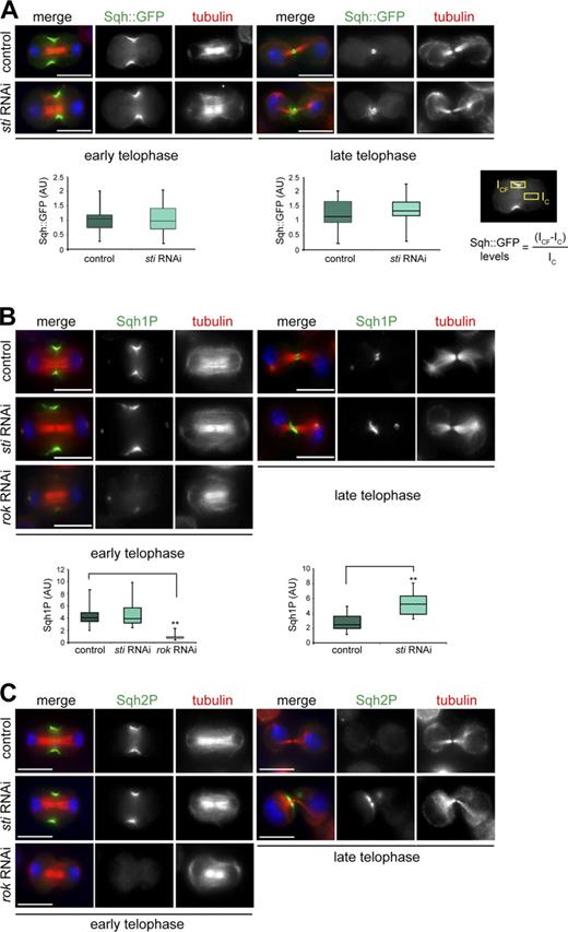 Figure 5. Sti depletion causes an increase of phosphorylated Sqh at the CF in late cytokinesis. (A) Drosophila S2 cells stably expressing Sqh::GFP were treated with dsRNAs directed against kanamycin (control) or sti for 72 h and then fixed and stained to detect Sqh::GFP, tubulin, and DNA (blue). The box plots showing the quantification of Sqh::GFP fluorescence levels at the CF in early and late cytokinesis are shown at the bottom. The intensity of Sqh::GFP fluorescence at the CF was calculated using the formula shown, in which ICF is the fluorescence intensity at the CF, and IC represents the background intensity measured within an identical area inside the cytoplasm. At least 30 cells from two separate experiments were analyzed. AU, arbitrary unit. (B) S2 cells were treated with dsRNAs directed against the kanamycin gene (control), sti, or rok for 72 h and then fixed and stained to detect Sqh1P, tubulin, and DNA (blue). Quantification of Sqh1P levels was performed as described in A. Note that the Sqh1P staining on centrosomes is not specific because it was not affected by ROK depletion, and Sqh::GFP never localized to centrosomes (Fig. S2 B). **, P < 0.01 (Student’s t test). (C) S2 cells were treated with dsRNAs directed against kanamycin (control), sti, or rok for 72 h and then fixed and stained to detect Sqh2P, tubulin, and DNA (blue). In each box plot, the box contains the values comprised between the 25th and 75th percentile, and the horizontal line inside the box marks the median. The ends of the whiskers indicate the minimum and maximum values. Bars, 10 µm.