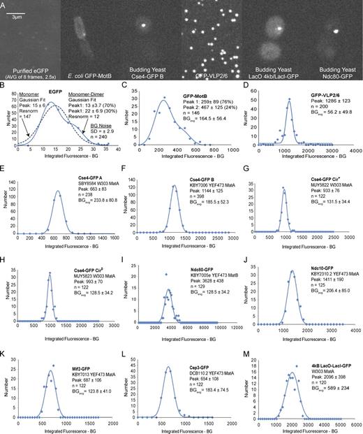 Figure 1. Fluorescence intensity of Cse4-GFP within a cluster of kinetochores at anaphase compared with the standards and potential standards, and Ndc80-GFP used in our experiments. (A) Images are sorted by increasing brightness. Bar, 3 µm. (B–M) Mean values ± SD obtained from Gaussian curve fits to histograms of measured values of integrated fluorescent intensity minus BG after correction for false positives from BG noise for the EGFP measurements (Fig. S1) or for the other cellular samples, fluorescence loss from photobleaching, and depth beneath the coverslip (Materials and methods and Fig. S1). Measured values for EGFP were acquired by 1,500-ms exposures, means were determined, and scaled by 600/1,500 to be compatible with the 600-ms exposure times for the other specimens. n is the number of fluorescent kinetochore clusters or spots measured. BG is sample BG obtained from the integrated BG measurement minus camera offset scaled to the 5 × 5 pixel region of the specimen measurement.