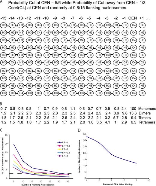 Figure 4. Simulation of the Furuyama and Biggins (2007) experiment with the simplifying assumptions that there are two Cse4 at the CEN nucleosome and a mean of 1.6 Cse4 nucleosomes randomly replacing H3 nucleosomes at positions that flank the CEN at ∼160-bp DNA intervals (±1, ±2, ±3 …). The positions of the flanking Cse4 nucleosomes are random and differ for different chromosomes. (A) Diagram of simulation for flanking positions up to a maximum number (Nf) of ±15, a probability of cutting DNA links by RNase between adjacent flanking nucleosomes of 0.33 per link, and a 2.5-fold enhanced probability (EP) of cutting the links on either side of the CEN. (B) Results of computer simulation of the mean of over 10,000 chromosomes for parameters in A for the percent of Cse4-containing monomers, dimer, trimers and tetramers relative to the Cse4-containing CEN monomer (set at 100%). (C) Percent Cse4 monomer at the ±1 position as a function of Nf for values of EP from 1 to 3. (D) Nf and EP values required for the percent Cse4 monomer at position ±1 to be less than the limit of detection (2.7%) in the biochemical assays of Furuyama and Biggins (2007). See Fig. S3 for simulation details.