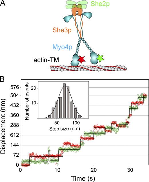 Figure 7. Hand-over-hand stepping of Myo4p-She3p bound to She2p. (A) Diagram of the experimental setup for the TIRF processivity assay. Steps are tracked by Qdots bound to the N terminus of the motor domain. For the trace shown in B, one head is labeled with a 565-nm Qdot (green star) and the other with a 655-nm Qdot (red star). TM, tropomyosin. (B) Myo4p processive run with heads labeled with different colored Qdots showing a hand-over-hand stepping pattern, with lead and trailing heads exchanging position with each step. The displacement versus time for the 565- and 655-nm Qdots is shown by green and red open circles, respectively. Qdot positions were determined by the ImageJ plugin SpotTracker (Sage et al., 2005). Steps were identified using the Kerssemakers step-finding algorithm (solid lines; Kerssemakers et al., 2006). The inset shows a histogram of the step sizes, which averaged 71.8 ± 18 nm. Experiments were performed at 1 µM MgATP. The occasional back steps in this trace are not representative (see also Fig. S3). The green/red displacement versus time data is a single representative trace. A total of 15 traces from three experiments was analyzed to generate the histogram (inset).