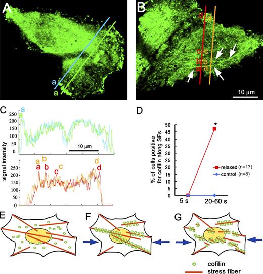 Figure 4. Cofilin binding to actin stress fibers in intact cells. (A) GFP-cofilin was distributed uniformly in the perinuclear cytosol but was often condensed in the ruffling membrane; GFP-cofilin did not associate with the stress fibers in control cells. (B) When the substratum was relaxed 20%, GFP-cofilin was translocated to actin stress fibers (shown by the arrows: see also Fig. S2) within 1 min. (C) Intensity profiles of the GFP-cofilin along the two lines are shown (the top profile for control cell and the bottom profile for relaxed cell). The broad peak (a) in the top profile corresponds to the cofilin condensed in the ruffling membrane (corresponding with letters in A). The narrow peaks (a, b, and c) in the bottom profile correspond to the stress fibers (corresponding with letters in B). (D) Percentage of cells positive for GFP-cofilin translocated to actin stress fibers increases from 0/17 to 8/17, with relaxing of the substrate (the number of cells examined was 17 from seven independent experiments). Translocation of GFP-cofilin to actin stress fibers (SFs) was not detected in control cells in the same period of observations (five independent experiments). *, P < 0.05, using Fisher’s exact test. (E–G) Schematic drawings of the mechanosensing by the actin stress fibers and the regulation of cofilin binding to actin stress fibers in cells. (E) Actin stress fibers generate contractile force in adherent cells, resulting in generation of tension in stress fibers, which prevents the binding of cofilin to the fibers. (F) When the tension declines (e.g., by relaxing the cell substratum or by decreasing the contractile force in the actin filaments), cofilin binds to and disassembles the fibers (G).