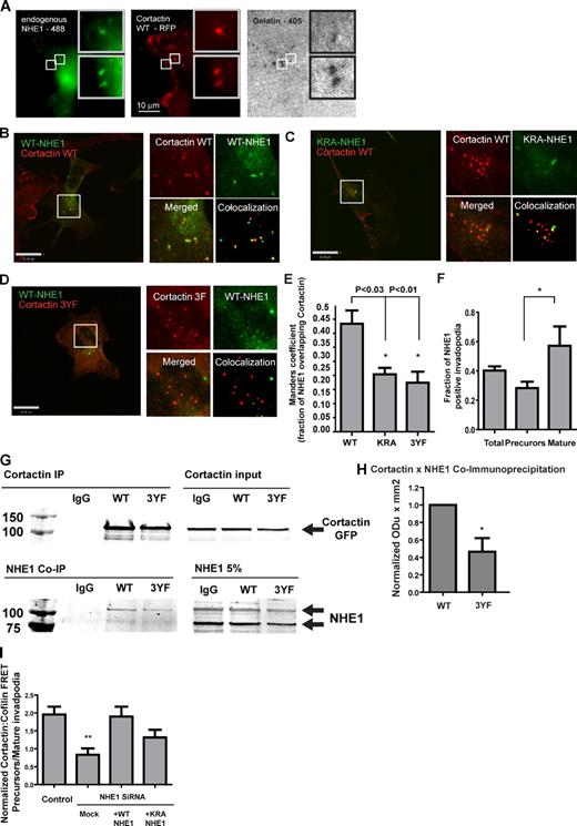Figure 4. Cortactin phosphorylation regulates NHE1 recruitment to the invadopodia. (A) Representative images of endogenous NHE1 and cortactin colocalization. (B) Representative image of MDA-MB-231 cells transiently expressing the WT NHE1-HA and WT cortactin. (C and D) The colocalization experiments were repeated in cells expressing KRA-NHE1–WT cortactin (C) and WT NHE1–3YF cortactin (D). Insets show enlarged views of the boxed regions. (E) Quantification of the cortactin–NHE1 colocalization. Results are based on the analysis of 15 cells/group; *, P < 0.01. (F) Quantification of NHE1-positive invadopodia precursors and mature invadopodia. The fraction of cortactin–NHE1–degradation colocalization was calculated in cells expressing WT NHE1-HA and WT cortactin. *, P < 0.05; **, P < 0.01. (G) Cells expressing WT cortactin or 3YF cortactin were lysed followed by coimmunoprecipitation of cortactin and NHE1. Although the NHE1 antibodies recognized cross-reacting bands, we used specific NHE1 siRNA to determine that the major identified bands were NHE1 (Fig. S2, D and E). (H) Quantification of NHE1 and cortactin coimmunoprecipitation. Results are based on three independent experiments. *, P < 0.03. (I) Quantification of cofilin–cortactin AP FRET at mature invadopodia and invadopodium precursors in MDA-MB-231 cells treated with NHE1 siRNA and rescued with either WT NHE1 or KRA NHE1. Mock cells are NHE1KD cells nucleoporated without a DNA construct (n = 2, >15 cells per group). Error bars indicate SEM. **, P < 0.01.