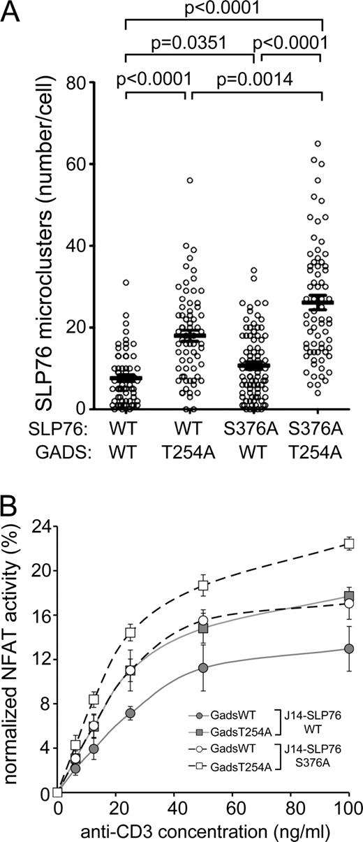 Figure 7. Mutation of 14-3-3ζ binding sites of SLP76 and GADS leads to additive increase in SLP76 microclusters and NFAT activation. (A) J14 cells were transiently transfected with SLP76-YFP, -WT, or -S376A together with CFP-GADS constructs, either WT or a T254A mutant. Cells were stimulated for 5 min on anti-CD3–coated coverslips, fixed, and imaged by confocal microscopy. The number of SLP76 microclusters was automatically assessed in selected cells showing homogeneous levels of YFP and CFP fluorescence. A similar analysis was performed on phospho-LAT microclusters (Fig. S5 A). Horizontal lines and error bars show means and SEM. (B) J14 cells stably expressing FLAG-SLP76 (J14-WT) or FLAG-SLP76-S376A (J14-S376A) were transiently cotransfected with the indicated CFP-GADS construct and an NFAT-luciferase reporter plasmid. Cells were stimulated with the indicated concentrations of plate-bound anti-CD3 and 1 µg/ml of soluble anti-CD28 mAbs for 5 h. Control samples were stimulated with PMA and Ca2+ ionophore to assess maximal NFAT-dependent transcription. Luciferase activity was measured in cell lysates. Data represent means ± SD of normalized luciferase activity from quadruplicate samples expressed as a percentage of maximal luciferase activity. Comparable expression levels of all constructs are shown in Fig. S5 B.