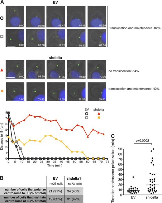 Figure 2. CKIδ is required for centrosome translocation to the IS. (A) Still images from time-lapse videos showing conjugate formation between Jurkat cells transfected with GFP-centrin1 (green) and SEE-pulsed Raji cells (blue). Control (EV; top; Videos 1 and 2) and CKIδ-depleted Jurkat cells (shdelta; bottom; Videos 3 and 4) are shown. Bar, 10 µm. The percentages next to panels indicate the frequency of the particular phenotype. The plots below depict the distance between the centrosome and the IS as a function of time; time 0 is when the conjugate forms. Tracks are symbol- and color-matched to individual cells. The shdelta cell (orange) polarizes its centrosome with a delay. (B) Summary of the time-lapse data collected. (C) Distribution of the time required for centrosome polarization to the IS in control (EV) and CKIδ-depleted (shdelta) cells. Median values are marked by horizontal lines.