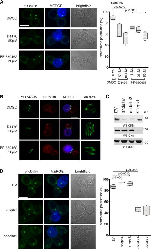 Figure 1. CKIδ regulates TCR-mediated centrosome polarization to the IS. (A) Conjugates of Jurkat and SEE-pulsed Raji cells in the presence of the indicated drugs. Centrosomes are stained with anti–γ-tubulin antibody. Raji cells are blue in merge. The box plot shows quantification of centrosome polarization to the IS based on scoring criteria in Fig. S1 A (n = 4 experiments; 200 conjugates/experiment). (B) Conjugates of Jurkat and SEE-pulsed Raji cells in the presence of the indicated drugs. Cells are stained with anti–PY174-Vav and anti–γ-tubulin antibodies. Raji cells are blue in merge. (C) Cytoplasmic cell extracts of Jurkat cells containing stably integrated EV (control), vector encoding CSNK1D shRNA (clones shdelta1 and shdelta2), or CSNK1E shRNA (clone sheps1) are immunoblotted with antibodies against CKIδ or CKIε. Actin serves as a loading control. WB, Western blotting. (D) Conjugates of control (EV), CKIε- or CKIδ-depleted Jurkat cell clones, and SEE-pulsed Raji cells. Centrosomes are stained with anti–γ-tubulin antibody. Raji cells are blue in merge. The box plot shows quantification of centrosome polarization to the IS (n = 4 experiments; 200 conjugates/experiment). In the box plots, whiskers are set at minimum and maximum, and horizontal lines mark the median, whereas boxes indicate the interquartile range (25–75%). Bars:10 µm; (en face) 5 µm.