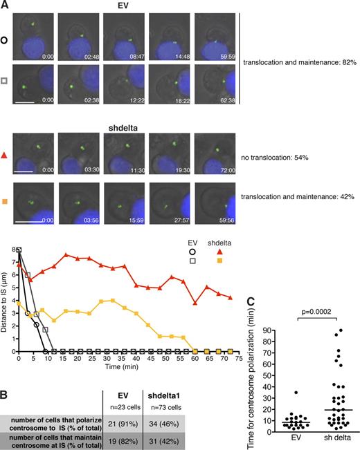 Figure 2. CKIδ is required for centrosome translocation to the IS. (A) Still images from time-lapse videos showing conjugate formation between Jurkat cells transfected with GFP-centrin1 (green) and SEE-pulsed Raji cells (blue). Control (EV; top; Videos 1 and 2) and CKIδ-depleted Jurkat cells (shdelta; bottom; Videos 3 and 4) are shown. Bar, 10 µm. The percentages next to panels indicate the frequency of the particular phenotype. The plots below depict the distance between the centrosome and the IS as a function of time; time 0 is when the conjugate forms. Tracks are symbol- and color-matched to individual cells. The shdelta cell (orange) polarizes its centrosome with a delay. (B) Summary of the time-lapse data collected. (C) Distribution of the time required for centrosome polarization to the IS in control (EV) and CKIδ-depleted (shdelta) cells. Median values are marked by horizontal lines.