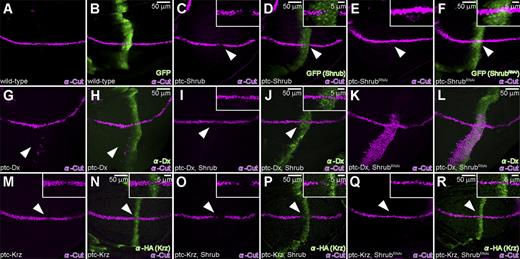 Figure 3. Shrub antagonizes Dx while it enhances Krz activity. (A and B) Wild-type Cut (purple) expression in larval wing disc, along the DV boundary in ptc-Gal4/UAS-GFP animals. (C and D) Suppression of Cut (purple, arrowhead) is seen when Shrub is expressed by ptc-GAL4 driver (ptc-Gal4/UAS-GFP; UAS-Shrub/+). (E and F) Ectopic Cut expression (purple, arrowhead) in the ventral region of the wing pouch is induced when shrub activity is inhibited through shrub RNAi expression driven by ptc-GAL4 (ptc-Gal4/UAS-GFP; UAS-ShrubRNAi/+) (see also Fig. S2). (A–F) Expression of GFP (green) marks ptc-Gal4 expression domain. (G and H) Expression of Dx (green) alone results in ectopic Cut (purple, arrowhead) expression (ptc-GAL4/UAS-Flag:Dx). (I and J) This effect is suppressed (purple, arrowhead) by the co-expression of Shrub with Dx (green) driven by ptc-Gal4 (ptc-Gal4/UAS-Flag:Dx; UAS-Shrub/+). (K and L) When ShrubRNAi is expressed along the AP boundary together with Dx (green) (ptc-Gal4/UAS-Flag:Dx; UAS-ShrubRNAi/+), a dramatic up-regulation of Cut (purple) is seen, albeit in the ventral part of the disc. (M and N) Expression of Krz (green) alone results in a slight but consistent suppression of Cut (purple, arrowhead) (ptc-Gal4/; UAS-HA:Krz/+). (O and P) Co-expression of Krz (green) and Shrub results in an obvious suppression of Cut (purple, arrowhead) (ptc-Gal4/+; UAS-HA:Krz/UAS-Shrub). (Q and R) Co-expression of Krz (green) with ShrubRNAi does not affect endogenous Cut (purple, arrowhead) levels (ptc-Gal4/+; UAS-HA:Krz/UAS-ShrubRANi). All crosses were performed at 18°C.