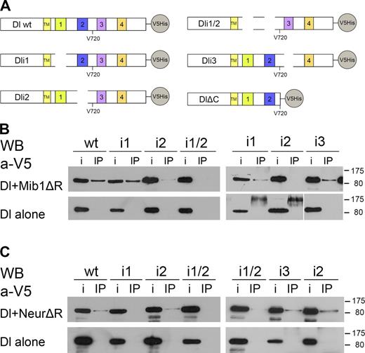 Figure 1. Dl interactions with Neur and Mib1. (A) Schematic of Dl and its variants tested in this study. TM, transmembrane domain. ECDs and ICDs are not drawn to scale. For the exact extent of motifs 1–4, refer to Fig. S1. (B) C-terminally V5-tagged Dl variants, as indicated, were expressed alone (bottom) or with Myc-tagged Mib1ΔR (top). Immunoprecipitation (IP) lanes: extracts were immunoprecipitated with anti-Myc and detected with anti-V5. Input (i) lanes: 4% of the total extract from the same transfection was kept before immunoprecipitating the rest. The main band is full-length Dl (predicted MM of 90 kD). The bands visible in the bottom right near 175 kD are nonspecific cross-reacting bands. Marker sizes are shown on the right in kilodaltons. The white line indicates that intervening lanes have been spliced out. (C) The same Dl variants were expressed alone (bottom) or with NeurΔR (top). Extracts were immunoprecipitated with an anti-Neur antiserum and detected with anti-V5. Labels are the same as in B. WB, Western blot.