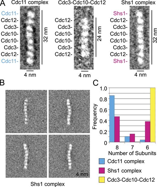 Figure 1. Shs1 substitutes for Cdc11 at the terminal positions in septin octamers. (A) Representative class averages of EM images of septin complexes in high salt (300 mM NaCl). (left) Cdc11-containing complex; (middle) Cdc3–Cdc10–Cdc12 hexameric complex; (right) Shs1-containing complex. Dimensions are indicated. (B) Additional class averages of Shs1-containing complexes; note the range of curvatures. (C) Histogram of the size distribution (number of subunits) for Shs1- and Cdc11-containing complexes and the Cdc3–Cdc10–Cdc12 complex. Each of the three preparations (10 µg/ml) was applied to EM grids and examined as in Fig. S1 B. Particles were assigned to classes, each with a homogeneous population of particle size, and the number of particles within each class for each preparation was counted. Cdc11-containing complex (4,211 particles total): 86% octamers, 10% heptamers, and 4% hexamers. Shs1-containing complex (9,901 particles total): 47% octamers, 15% heptamers, and 38% hexamers. Cdc3–Cdc10–Cdc12 complex (2,093 particles total): 100% hexamers.
