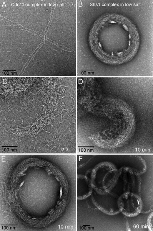 Figure 2. Shs1 promotes formation of rings under low salt conditions. (A) A sample of Cdc11-containing complexes was diluted from high salt conditions into low salt buffer, as described in Materials and methods, applied to EM grids, and examined as in Fig. S1 B. (B) A sample of the Shs1-containing complex was treated as in A. (C–F) Time course of ring and spiral formation by Shs1-containing complexes. A sample of a preparation of Shs1-containing complexes in a high salt complex was diluted as in B into low salt at 4°C, and samples were taken at the indicated times—5 s (C), 10 min (D and F), and 60 min (F)—and immediately applied to EM grids and examined. Note the scale bar difference in F.