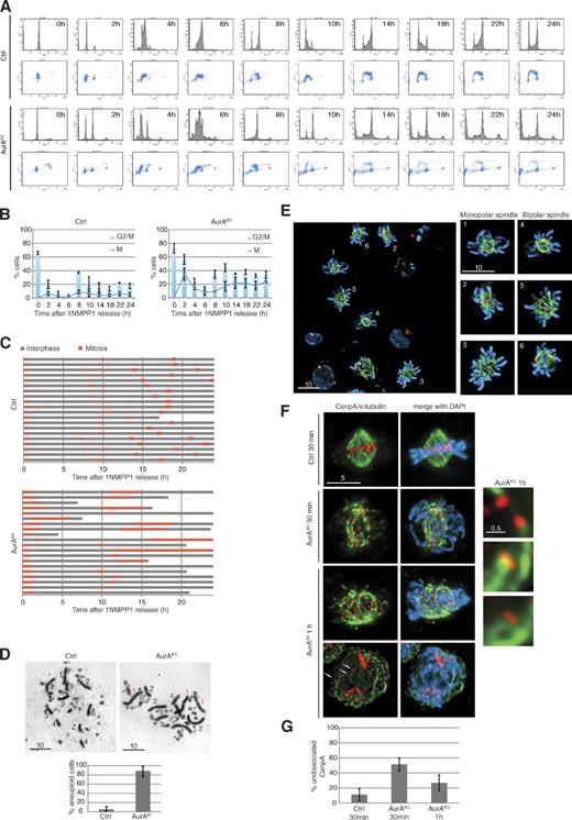 Figure 3. Phenotypes of AurAKO cells after mitotic exit. (A) Cell cycle profiles. Cells were synchronized as in Fig. S1 E and, after release in mitosis, were harvested at the indicated time points and colabeled with BrdU and PI. (B) Mitotic index. Mitotic cells were scored from cells in A (n ≥ 100 cells for each condition, three independent experiments). Results were combined to G2/M fraction determined from A (three independent experiments). (C) Phase succession. Time-lapse microscopy was performed for 24 h after 1NMPP1 release. Interphase and mitosis time lengths were scored (n = 20 cells for each condition). (D) Metaphase spreads 10 h after 1NMPP1 release. Chromosomes 1, 2, 3, 4, and Z are shown with extra chromosomes in red and missing chromosomes in green. Chart indicates quantification of aneuploidy (n ≥ 20 cells for each condition, three independent experiments). (E) Representative images of AurAKO cells at 10 h after 1NMPP1 release. γ-Tubulin (red), α-tubulin (green), and DNA (blue) are shown. (F) Kinetochore/MT attachment in mitotic AurAKO cells. HA-SNAP-CenpA–expressing cells were collected in mitosis at indicated time points after 1NMPP1 removal and cold treated before fixation. The right images show a close-up of kinetochore/MT attachment in AurAKO. HA-SNAP-CenpA (red) and α-tubulin (green) are shown. Arrows indicate missegregated centromeres in anaphase. (G) Quantitative analysis of undissociated CenpA observed in F (n = 20 cells for each condition). Bars: (E) 10 µm; (F, left) 5 µm; (F, right) 0.5 µm. Error bars indicate means ± SD. Ctrl, control.