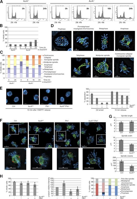 Figure 1. AurA-depleted cells exhibit substantial chromosome alignment defects in early mitosis. (A) FACS profiles of AurA+/− and AurA−/− cells incubated with doxycyclin (Dox)/4-hydroxytamoxifen (OHT). (B) Mitotic index (n ≥ 237 cells for each condition, three independent experiments). (C) Cells from B classified into different mitotic stages (n ≥ 29 cells for each condition). (D) Representative pictures of mitotic cells counted in C. (E) Centrosome separation analysis. Cells were synchronized in G2 with or without AurA according to the procedure described in Fig. S1 E, with or without the Plk1 inhibitor BI2536. Cells with separated centrosomes were scored in G2 and 10 min after 1NMPP1 washout. Representative pictures and quantifications are shown (n = 100 cells for each condition, three independent experiments). (F) Images of cells immunostained 30 min after 1NMPP1 release. The boxes in the larger images are further magnified below. (G) Spindle analysis. Pictures from F were processed by 3D rendering to determine the spindle pole distance, width, and volume (n ≥ 75 cells for each condition, three independent experiments). (H) Quantitative data of results in F. The mitotic index (left), γ-tubulin intensity measurements (middle), and quantification of mitotic phenotypes (right) are shown (n ≥ 75 cells for each condition, three independent experiments). γ-Tubulin (red), α-tubulin (green), and DNA (blue) are shown. Bars: (D) 5 µm; (E and F) 10 µm. Error bars indicate means ± SD. Ctrl, control; PE-A, phycoerythrin area.