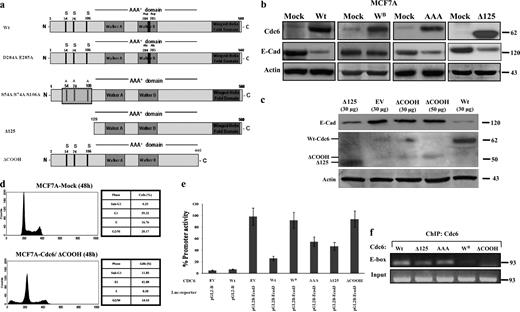 Figure 8. The Walker B motif and the C-terminal domain are essential for CDH1 suppression. (a) Schematic presentation of Cdc6 mutants. Lined box denotes mutation of serines at codons 54, 74, and 106. N, N terminus; C, C terminus. (b) Effects of the Cdc6-WB, Cdc6-AAA, and Cdc6-Δ125 mutants on E-cadherin (E-Cad) protein level in MCF7A cells. (c) Inability of Cdc6-ΔCOOH to down-regulate E-cadherin. Cdc6-ΔCOOH mutant protein levels are considerably lower than the Cdc6-Δ125, indicating that the presence of the C-terminal domain is crucial for its stability. EV, empty vector. (d) Flow cytometric analysis of Cdc6-ΔCOOH (Table S6)–transfected MCF7A cells depicting increased apoptosis (increased sub-G1 phase). (e) Luciferase (Luc) activity of the CDH1 promoter-driven luciferase reporter when cotransfected with wild-type (Wt) and Cdc6 mutants in MCF7A cells. (f) ChIP assay of the Cdc6 mutants in MCF7A cells. The binding capacity of the mutants followed their repressive activity (e). Error bars indicate SDs. Molecular markers are given in kilodaltons (b and c) and kilobases (f).