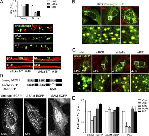 Figure 2. S-foci are independent of PBs. (A) Neurons were treated with the indicated siRNA, and the presence of S-foci and PBs visualized by DCP1a staining was analyzed in 20 randomly selected dendrite fragments (400 µm total length) for each treatment. Normalized values from two independent experiments are plotted. Representative IF images for the indicated molecules upon the distinct treatments are shown. Bottom, depletion of PBs visualized by RCK or Hedls relative to normal levels. In all cases, knockdown of Hedls or RCK provokes PB disruption without affecting the presence of S-foci. Error bars indicate standard deviation. (B) U2OS cells were transfected with Smaug1-ECFP and immunostained for the indicated PB markers. Close vicinity between S-foci and PBs is frequent (Fig. S2 A). The bottom row shows enlarged views of the boxed regions. (C) U2OS cells were treated with the indicated siRNAs, then transfected with the Smaug1-ECFP construct, and stained for DCP1a. Depletion of Hedls, Rck/p54, and 4ET was confirmed by Western blotting or RT-PCR (Fig. S2, B and C), and their effect on PB integrity was confirmed by IF (Fig. S2 D). Representative cells are depicted, and the percentage of the transfected cells with S-foci in each treatment is indicated. Similar results were observed in three independent experiments. The bottom row shows enlarged views of the boxed regions. (D) U2OS cells were transfected with the indicated constructs, and the proportion of the transfected cells with foci is indicated. One representative experiment out of five is shown. (E) U2OS cells expressing the indicated constructs were treated with cycloheximide (CHX), emetine (EME), puromycin (PURO), or hippuristanol (HIP) during 4 h, and stained for DCP1a. The proportion of cells with foci relative to that of untreated cells for each construct and the proportion of cells with PBs identified by DCP1a are plotted. S-foci and PBs disassembled upon polysome stabilization by cycloheximide or emetine, whereas ΔSAM foci were fully resistant. Normalized values from 50 cells from a representative experiment out of three are shown. Error bars in E represents the standard deviation from triplicate coverslips. Bars: (A) 1 µm; (B–D) 10 µm.