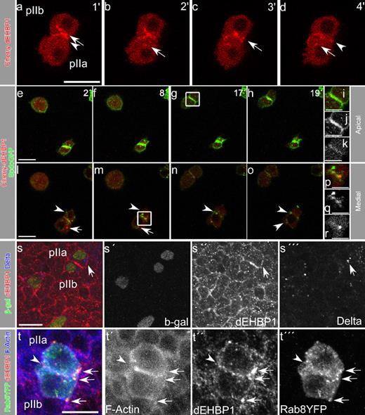 Figure 4. dEHBP1 is transiently enriched at the interface of the pIIa/pIIb cells, where it partially colocalizes with Spdo. (a–d) Still frames from Video 1 showing medial sections of pIIa/pIIb cells that contain mCherry-dEHBP1 in intracellular punctae, pointed by arrows, as well as the interface of the cells, indicated by arrowheads. Numbers at the top right corner indicate the minutes of live imaging. (e–k) Still frames from Videos 2 and 3 showing apical and medial sections of pIIa/pIIb cells, respectively, that express mCherry-dEHBP1 and Spdo-GFP, which colocalize along the interface of dividing pII cells toward the subapical regions (i–k). Numbers at the top right corner indicate the minutes of live imaging. (i–k) Magnification of the pIIa/pIIb cells included in the box in g. (l–r) mCherry-dEHBP1 (arrow) and Spdo GFP punctae (arrowheads) do not colocalize, but only at the interface of dividing pII cells (p–r). (p–r) Magnification of the pIIa/pIIb interface included in the box in m. Single-channel representations are shown in black and white for Spdo-GFP (q) and for mCherry-dEHBP1 (r). (s-s′′′) Single confocal sections of pIIa/pIIb cells of neurA101 strain, marked by nuclear β-gal, indicate that dEHBP1 does not colocalize with Delta punctae (arrow). (t–t′′′) Rab8YFP, expressed in pII cells by neurGal4, colocalizes with dEHBP1 in vesicular structures as well as at the actin-rich interphase of pII cells, as indicated by the arrows and arrowheads, respectively. Bars: (p–r) 5 µm, (all others) 10 µm.
