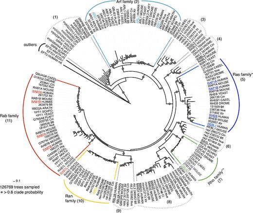Figure 2. Consensus phylogenetic tree of selected Ras superfamily members rooted with outliers. The 165 proteins selected after careful individual analyses (see Figs. S1–S5) of species-trees and gene-trees covering the Ras superfamily sequences, plus three sequences (human mitochondrial, plant chloroplast, and bacterial) of representative Elongation factor Tu (a remote homologue of Ras superfamily) used to root the tree, were aligned to the G-domain (see main text). The tree is a consensus of more than 126,769 sampled trees with their associated probabilities. The numbers in brackets indicate stable groups; *, absent in Plants and alveolates; **, absent in alveolates. The founder members are the SRPRB group (1) and the Arf family (2). RABL5 (3; Wu et al., 2002) and RABL3 (4) appear at the basal branches of the Ras family (most likely as founders). This phylogeny proposes SRPRB and the Arf family to be the founder members of the classical Ras superfamily. Underlined names indicate the 22 human sequences. Plants: ARATH (Arabidopsis thaliana); Alveolata: PLAF7 (Plasmodium falciparum); Fungi: SCHPO (Schizosaccharomyces pombe); Yeast: Sce (Saccharomyces cerevisiae); Radiate: Nve (Nematostella vectensis); Worm: CAEEL (Caenorhabditis elegans); Fly: DROME (Drosophila melanogaster); Lanceolet: Bfl (Brachiostoma floridae, protochordata); Ascidian: Cin (Ciona intestinalis, urochordata); Xtr (Xenopus tropicalis); Human (Homo sapiens); and Mouse (Mus musculus).