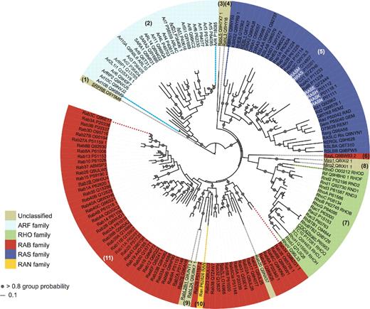Figure 3. Phylogenetic tree of the human Ras superfamily. Of the 167 sequences defined (Table S2), some proteins are identical in the G-domain while exhibiting differences in other regions of the protein. Thus, identical sequences were removed before performing the alignments. The tree contains 151 sequences that correspond to bona fide unique protein sequences (Table S2) that were aligned with the G-domain profile (PF00071, also RAS) to define the domain boundaries. The alignment was used as the input to generate the probabilistic phylogeny using a Bayesian inference (Ronquist and Huelsenbeck, 2003). Thus, 29,340 trees were sampled and the associated confidence values (group probability values) were obtained for each group. The numbers in brackets indicate the equivalent group numbering, as in Fig. 2. The background colors indicate the original classification (Wennerberg et al., 2005): blue, Ras family; green, Rho; red, Rab; cyan, Arf; and yellow, Ran. Unclassified members are shown in beige. Gray circles indicate group probabilities >80% (confidence value assigned to a group and expressed as a percentage). The white font indicates the archetypal Ras family proteins and the names underlined indicate the human sequences from Fig. 2. The tree was visualized with iTOL (Letunic and Bork, 2007).