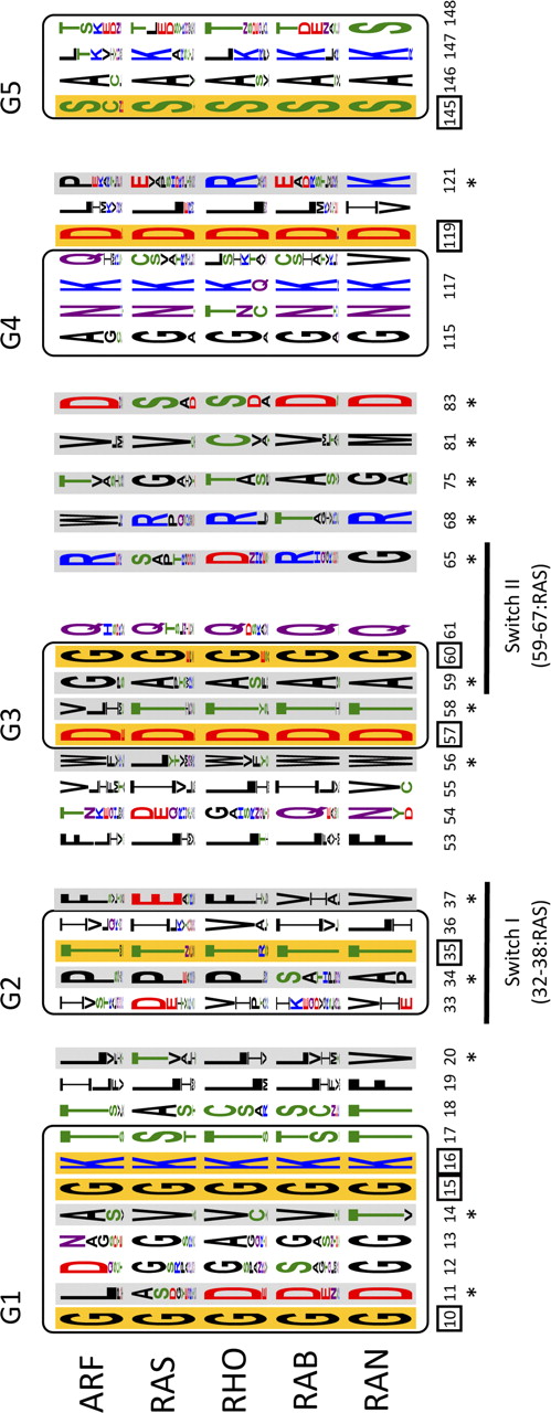 Figure 4. Specificity-determining positions (SDPs). These residues are displayed in sequence logos corresponding to the different Ras superfamily members and represented in the context of the characteristic G-boxes. The positions are numbered according to the corresponding residue in PDB 121P (H-Ras-1). The SDPs detected according to the classical scenario (the distribution in the classical five subfamilies, Ras, Rab, Ran, Rho, and Arf) are indicated by an asterisk and highlighted against a gray background. The conserved positions are marked with a square and shown on an orange background. The relative size of the amino acid letters in the logos represents the raw frequency for the alignment of the 919 sequences (Table S1), colored as follows: green (polar: S,T,Y,C,Q,N); blue (basic: K,R,H); red (acidic: D,E) and black: G and hydrophobic (A,V,L,I,P,W,F,M). Logos were generated using Weblogo3 (http://weblogo.threeplusone.com; Crooks et al., 2004) and the switch regions are indicated below in the G-boxes.