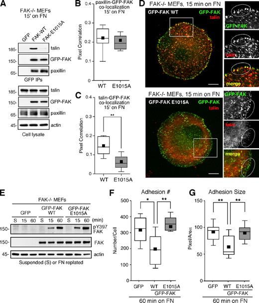 Figure 4. FAK E1015A expression inhibits talin binding and recruitment to nascent adhesions. (A) Cell lysates were prepared from FAK−/− MEFs stably re-expressing GFP, GFP-FAK WT, or GFP-FAK E1015A after replating on FN for 15 min. Anti-GFP immunoprecipitates were analyzed for endogenous talin and paxillin association. Lysates were also analyzed for talin, GFP-FAK, paxillin, and actin expression. (B) GFP-FAK WT and GFP-FAK E1015A MEFs were plated on FN for 15 min and analyzed for GPP-FAK (green) and paxillin (red) staining (Fig. S3 A). (C and D) In parallel, cells were analyzed for GPP-FAK (green) and talin (red) staining. Co-localization analyses and box and whisker plots are described in the legend for Fig. 1. Representative images of FN-replated GFP-FAK WT and GFP-FAK E1015A MEFs are shown. The merged images show colocalization (yellow). Inset, enlarged area of peripheral adhesion staining (circled). Bars, 10 µm. (E) FAK−/− MEFs expressing GFP, GFP-FAK WT, or GFP-FAK E1015A were serum starved, suspended (S), and FN replated for the indicated times. Anti-pY397 FAK immunoblotting shows FN-stimulated FAK activation with respect to total FAK and actin levels. Molecular mass is indicated next to the gel blots in kilodaltons. (F and G) Adhesion number (F) and size (G) were determined in the indicated cells at 60 min on FN by anti-paxillin staining in at least 10 cells per experimental group. Box and whisker plots are described in the legend to Fig. 1 (**, P < 0.01; *, P < 0.05).
