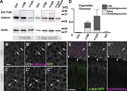 Figure 6. Loss of n-syb causes a primary defect in delivering degradation machinery vesicles to to-be-degraded compartments. (A) Western blot analysis of mutant eyes (n-syb and v100) at P+90% and 1 d after eclosion, probed with an antibody against insect Cathepsin L (CatL). Note that at P+90%, mature Cathepsin is reduced in n-syb compared with control and v100 (blue box) but increased in the adult (red box). (B and C) Live imaging of the Atg8/LC3-mCherry-GFP fusion reporter in wild-type (B) and n-syb (C) photoreceptors. Note that GFP fluorescence, but not mCherry fluorescence, is quenched in an acidification-dependent manner (arrows). (D) Profile counts of early and late autophagosomes based on EM. Examples are shown in Fig. S4. (E) Wild-type cooverexpression of GFP–n-syb and LC3/Atg8-mCherry reveals little colocalization (arrow), large autophagosomes that are n-Syb negative (arrowheads), and no autophagosomes at synapses in wild type. Bars: (B) 5 µm; (E) 10 µm. All error bars are SEM. Ctrl, control.