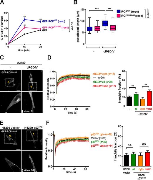 Figure 6. RCP’s C2 domain controls recruitment to pseudopod tips. (A and B) A2780 cells were transfected with an siRNA targeting RCP (si-RCP) in combination with either GFP, siRNA-resistant GFP-RCPWT (GFP-RCPWT(resc)), or siRNA-resistant GFP-RCP200–649 (GFP-RCP200–649(resc)). In A, 2.5 µM cRGDfV was included during the recycling period. Values are means ± SEM of ≥12 replicates. ***, P < 0.0005 GFP versus GFP-RCPWT; Mann–Whitney test. ##, P < 0.0012 GFP versus GFP-RCP200–649. In B, cells were plated onto the CDM, and videos were collected in the absence (−) or presence of 2.5 µM cRGDfV as for Fig. 3. Pseudopod length was determined as for Fig. 3. Data are represented as box and whiskers plots (black lines show medians; whiskers: 5–95 percentile); n = 3 independent experiments. ***, P < 0.0001; Mann–Whitney test. (C–F) A2780 cells (C and D) or vector and p53273H-expressing H1299 cells (E and F) were transfected with GFP-RCP200–649. Cells were plated onto the CDM, and videos were collected in the absence (−) or presence of 2.5 µM cRGDfV as for Fig. 4 (Videos 9 and 10). Single-section confocal image stills corresponding to individual frames from these videos are presented. The yellow arrows indicate the direction of migration, and the portion of the cell within the squares is presented in the bottom images. Bars, 10 µm. (D and F) Photobleaching was performed as described in the Material and methods section. Recovery curves were generated using the FV10-ASW software and the immobile fraction (percentage) was extracted from these. In D and F, the recovery curves and immobile fraction of GFP-RCP200–649, which was photoactivated in either vesicular structures (vesic.) or diffusely cytoplasmic regions (cyto.), were analyzed either in combination (all) or separately (vesicular structures and cytoplasmic regions)—see Fig. S5 B for examples of stills from these videos. The number of cells represented by each analysis is depicted in parentheses. Values are means ± SEM.
