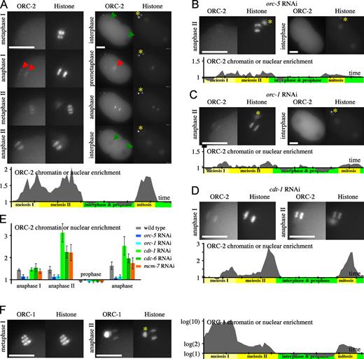 Figure 3. GFP–ORC-2 and replication origins. (A–D) Images from time-lapse sequences of embryos expressing GFP–ORC-2 (left images in each panel) and mCherry-Histone (right images in each panel), presented as for Fig. 1. (A) Wild-type embryo. Red arrowheads indicate the enrichment of GFP–ORC-2 on chromatin in anaphase of meiosis I and prometaphase of first mitosis. Green arrowheads show the position of interphase nuclei. (B) orc-5 RNAi embryo. (C) orc-1 RNAi embryo. (D) cdt-1 RNAi embryo. (E) GFP–ORC-2 chromatin enrichment (the mean of five embryos at various cell cycle stages). Error bars are SDs. (F) Embryos expressing GFP–ORC-1 and mCherry-Histone. Asterisks (A–C, F) indicate polar bodies. Bars, 10 µm. See also Videos 4 and 5.