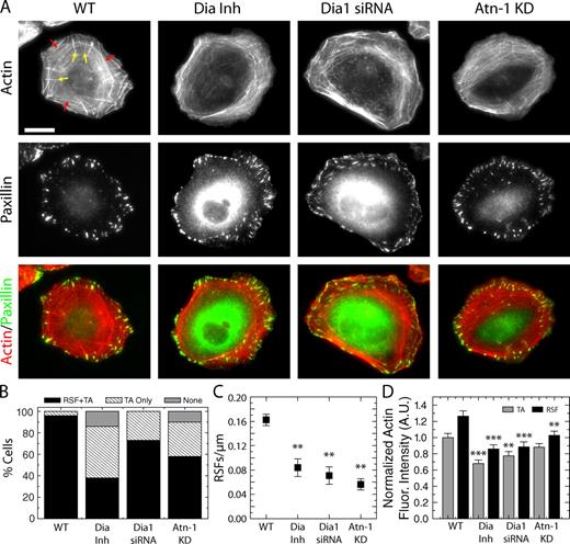 Figure 1. RSF formation is suppressed through formin inhibition or reduced expression of Dia1 or Atn-1. (A) Images of F-actin visualized by fluorescent phalloidin (top row) and Pxn immunofluorescence (middle row) are shown for WT U2OS cells, cells treated with 15 µM of the formin inhibitor SMIFH2 (Dia Inh), cells with reduced expression of Dia1 via siRNA (Dia1 siRNA), and cells with reduced expression of Atn-1 by shRNA (Atn-1 KD). Yellow arrows indicate RSFs, and red arrows indicate transverse arcs in the WT cells. Bar, 20 µm. (B) Percentages of cells containing both RSFs and transverse arcs (RSF + TA), transverse arcs only (TA Only), or no actin bundles (None) were determined for the WT, Dia Inh, Dia1 siRNA, and Atn-1 KD cells, as described above (n = 49, 50, 22, and 50 for the four conditions, respectively). Representative images from each classification of cells can be seen in Fig. S3. (C) Mean linear density of RSFs, measured as the number of RSFs per micrometer along the cell edge for each of the four conditions (error bars indicate SEM; n = at least 10 cells containing five to six RSFs; **, P < 0.01 with respect to WT). (D) Mean background-corrected fluorescence (Fluor.) intensity of fluorescent phalloidin staining of F-actin in transverse arcs and RSFs for each condition, normalized to the transverse arcs in WT cells (error bars indicate SEM; n = 20 regions from 10 cells for each condition; **, P < 0.01; ***, P < 0.001 with respect to WT). A.U., arbitrary unit.