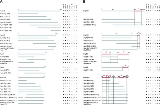Figure 2. Identification of interacting regions within the Nup84 complex. (A) Copurification profile of the different truncations analyzed. Horizontal gray lines represent the amino acid residue length of each protein and truncated version; amino acid residue positions are shown on top of the lines. On the right, MS-detected copurifying Nup84 complex nups are indicated (+), and undetected proteins are also indicated (−; see Table S3 for details). (B) Domain mapping. Truncations showing both nuclear rim localization by immunofluorescence and PAL profile consistent with proper folding were used to interpret a lost interaction as caused by the loss of at least one interaction point present in the deleted nup region (represented by red lines on the wild-type line). Each region is identified by red roman numbers. The identified interactions are as follows: Nup133 Region I interacts with Nup120, Nup145c, Nup85, Nup84, Seh1, and Sec13; Nup120 Region II interacts with Nup133, Nup145c, Nup85, Nup84, Seh1, and Sec13; Nup85 Region III interacts with Seh1; Nup85 Region IV interacts with Nup133, Nup120, Nup145c, Nup84, and Sec13; Nup84 Region V interacts with Nup133, Nup120, Nup145c, Nup85, Seh1, and Sec13; Nup145c Region VI interacts with Nup120, Nup85, and Seh1; Nup145c Region VII interacts with Sec13; Nup145c Region VIII interacts with Nup120, Nup85, and Seh1; Nup145c Region IX interacts with Nup133 and Nup84; Nup145c Region X interacts with Sec13; and Nup145c Region XI interacts with Nup120, Nup85, and Seh1.