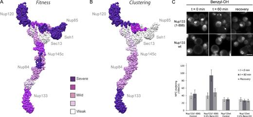 Figure 9. Phenotypic heat maps of the Nup84 complex: Fitness relates with loss of interactions between the Nup84 complex and other core NPC nups, whereas NPC clustering is related to NE membrane stability. (A and B) Effect of truncated regions of the Nup84 complex on organism fitness and NPC clustering. The severity of fitness phenotypes (A) and NPC clustering (B) for specific truncations of the Nup84 complex are shown mapped into a single Nup84 complex structure. The color code is shown in between the maps and in Fig. S3. (C) Membrane-destabilizing assay. 0.4% BA was added to wild-type (wt) or truncated mutant Nup133(1–898) (similar behavior was observed for other mutant strains; not depicted). The time course localization of fluorescent reporter Nup49-CFP after treatment and for nontreated controls is shown on the top. Quantification of the level of NPC clustering (see Materials and methods) for each time point is shown on the bottom (mean ± SD; n = 30). Bar, 5 µm.