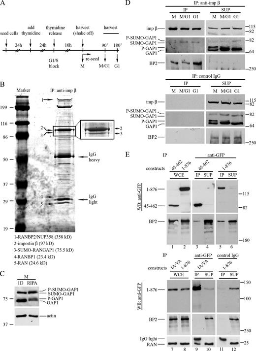 Figure 5. Importin-β partners in coIP assays from HeLa cells. (A) Synchronization protocol used for protein analysis. The mitotic shake-off sample (mostly prometaphases) was compared with cells collected at mitotic exit or in G1. (B) Coomassie blue–stained proteins in the importin-β coIP from HeLa mitotic cells (10% SDS-PAGE). Bands were excised and processed for mass spectrometry (Table S1). The inset shows an enlarged section from a parallel gel to resolve importin-β and SUMO–RANGAP1, which migrate very close. (C) RANGAP1 in cell extracts prepared either in RIPA or in nondenaturing (1D) buffer: note the reduced abundance of SUMO-conjugated forms in 1D buffer. (D) WB analysis of importin-β partners. Protein extracts were IPed using anti–importin-β antibody (top); importin-β partners are visible in the coIP pellet, noninteracting proteins are released in the supernatant (SUP). The bottom panel shows the same extract incubated with nonspecific IgG for control. (E) CoIP assays of importin-β constructs detected using GFP antibody. RANBP2 was identified in whole cell extracts (WCE) from mitotic cultures transfected with the indicated constructs (lanes 1–2 and 7–8) and in coIP together with importin-β 45−462 (lanes 3–4) and 1–876 (lanes 5–6), but not I178A/Y255A (lanes 9–10, indicated as IA/YA); the latter is functional for RAN binding. In parallel, importin-β 1–876-transfected WCE was IPed with nonspecific IgG (lanes 11–12).