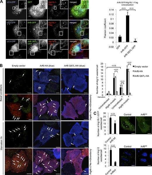 Figure 2. Arf6 regulates phagophore formation. (A) HeLa cells transiently expressing LC3-CFP, Atg16L1-Flag, and either GFP, Arf6-GFP, or Arf6 Q67L-GFP for 20 h were fixed and subjected to immunofluorescence with an anti-Flag antibody. Confocal images of LC3-CFP, Atg16L1-Flag, and either GFP, Arf6-GFP, or Arf6 Q67L-GFP are shown. Higher magnifications of the colocalizations are shown in the insets. The colocalization (Pearson’s coefficient) between Atg16L1-Flag vesicles and either GFP, Arf6-GFP, or Arf6 Q67L-GFP is shown. For colocalization, the data are means ± SD. n = 20 cells. (B) HeLa cells transiently expressing Arf6-HA, Arf6 Q67L-HA, or an empty vector and Atg4B C74A–mStrawberry as indicated for 20 h were cultured in basal conditions or amino acid and serum starvation medium for 1 h. Cells were fixed and subjected to immunofluorescence with anti-Atg12 and anti-HA antibodies. Confocal images of Atg12 (green), Arf6, and Atg4B C74A–mStrawberry (red) are shown. The data represent the means ± SD of the number of Atg12 vesicles per cell obtained from three independent experiments in which ≥200 cells were analyzed. Please note that individual channels of the pictures are shown in Fig. S1 B. Arrows indicate Atg12 vesicles, which are larger and brighter than the background-staining speckles. (C) HeLa cells transfected with two rounds of control or Arf6 siRNA for 5 d were fixed and subjected to automatic counting of Atg16L1-GFP or endogenous Atg12 vesicles. Representative confocal pictures are shown. The data represent the means ± SD of the number of Atg16L1-GFP vesicles or Atg12 vesicles per cell obtained from three independent experiments in which ≥200 cells were analyzed. kd, knockdown. Bars, 5 µm.