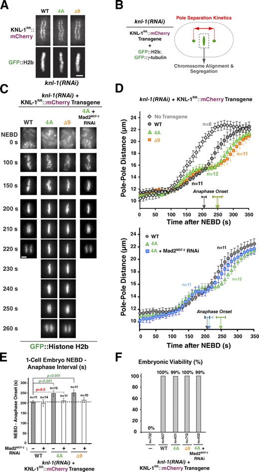 Figure 2. Microtubule-binding mutants of KNL-1 do not affect formation of load-bearing attachments or chromosome segregation. (A) An image of a metaphase plate in living one-cell embryos from strains harboring the indicated KNL-1RR::mCherry transgenes and depleted of endogenous KNL-1. Bar, 2 µm. (B) A schematic of analysis performed after crossing in GFP::histone H2b and GFP::γ-tubulin and depleting endogenous KNL-1. (C) Frames from time-lapse sequences of the first embryonic division for the indicated KNL-1 mutants. Bar, 3 µm. (D) Spindle pole separation kinetics for the indicated conditions. Error bars represent the SEM with a 95% confidence interval. The no transgene knl-1(RNAi) trace is reproduced from Fig. 1 K. (E) Timing of anaphase onset in the indicated conditions. The first visible sign of sister chromatid separation (based on the GFP::H2b signal) was scored as anaphase onset. The gray dashed line indicates the NEBD–anaphase interval for the WT transgene (reproduced from the inset in Fig. 1 K). Error bars represent the SEM with a 95% confidence interval. For comprehensive statistical analysis, see Table S1. (F) Embryonic viability analysis of KNL-1 microtubule-binding mutants. L4-stage worms were injected with dsRNA-targeting endogenous knl-1, and the embryos laid by the injected worms were collected 21–41 h after injection and scored for hatching to form larvae.