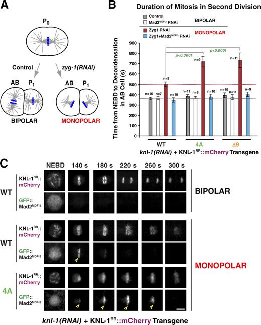 Figure 3. Microtubule-binding mutants of KNL-1 significantly extend the spindle checkpoint–mediated cell cycle delay induced by monopolar spindles. (A) A schematic of the monopolar spindle–based checkpoint signaling assay in C. elegans embryos. Depletion of the centrosome duplication kinase ZYG-1 generates monopolar spindles in the second division, which trigger a spindle checkpoint–dependent cell cycle delay. (B) Mean time from NEBD to chromosome decondensation in the AB cell for the indicated conditions. Error bars represent the SEM with a 95% confidence interval. The gray dashed line marks the duration of AB cell mitosis for the WT transgene, and the red dashed line marks the duration of AB cell mitosis induced by monopolar spindles in the same strain. For comprehensive statistical analysis, see Table S2. (C) Stills from time-lapse sequences of the AB cell monopolar division in worm strains coexpressing GFP::Mad2MDF-2 and the indicated transgenes. Mad2MDF-2 accumulation on unattached kinetochores is marked with open arrowheads. Bar, 3 µm.