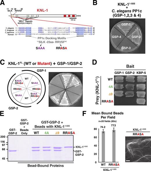 Figure 5. Microtubule-binding mutants of KNL-1 do not affect the interaction with PP1 and vice versa. (A) The conserved PP1 (PP1c)-docking motif SILK-RRVSF is highlighted, and mutations generated in the docking motif are indicated. (B) KNL-1 interacts with the C. elegans PP1 homologs GSP-1 and -2 but not GSP-3 and -4 in yeast two-hybrid assays (see also Fig. S3, A and B). (C) KNL-1 interaction with GSP-1/2 requires the RRVSF motif (see also Figs. 6 D and S3 C). (D) The 4A and Δ9 mutants do not perturb interaction of KNL-1 with GSP-1 and -2 in yeast two-hybrid analysis. KBP-5, a KNL-1–binding protein that interacts with the C-terminal half of KNL-1, serves as a positive control. (E) Biochemical analysis of KNL-1 interaction with GSP-2. Indicated variants of KNL-11–505–6xHis immobilized on nickel agarose beads were incubated with GST–GSP-2, and bead-bound proteins were analyzed by SDS-PAGE. Molecular mass is indicated in kilodaltons. (F) PP1-docking mutant of KNL-1 interacts normally with microtubules. Assays using purified KNL-11–505 variants were performed as described in Fig. 1 (C and E). The WT data are reproduced from Fig. 1 E. Error bars represent the SEM with a 95% confidence interval. Bar, 10 µm.
