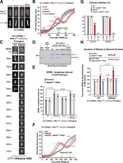 Figure 6. PP1-docking mutants of KNL-1 exhibit kinetic defects in load-bearing attachment formation and are synthetically lethal with checkpoint inhibition. (A) An image of a metaphase plate in living one-cell embryos from strains harboring the indicated KNL-1RR::mCherry transgenes and depleted of endogenous KNL-1; the control image is reproduced from Fig. 2 A. Bar, 2 µm. (B) Spindle pole separation kinetics for the indicated conditions. Error bars represent the SEM with a 95% confidence interval. The WT trace is reproduced from Fig. 2 D. (C) Frames from time-lapse sequences of the first embryonic division for the indicated KNL-1 mutants. Bar, 3 µm. (D) Biochemical analysis of KNL-1 interaction with GSP-2 performed as in Fig. 5 E. Molecular mass is indicated in kilodaltons. (E) NEBD–anaphase onset interval in one-cell stage embryos for the indicated conditions. See Table S1 for statistical analysis. (F) Spindle pole separation kinetics for the indicated conditions. Error bars represent the SEM with a 95% confidence interval. The WT trace is reproduced from Fig. 2 D. (G) Embryonic viability analysis for the indicated conditions. Lethality was measured during two intervals (21–41 and 42–64 h) after endogenous KNL-1 depletion. In the earlier time point, embryos are depleted of maternal load but potentially inherit some dsRNA that affects zygotic KNL-1 expression; at the later time point, the maternal load is depleted, but zygotic expression is likely unaffected (see the legend of Fig. S2). (H) NEBD–chromosome decondensation interval in AB cells with bipolar or monopolar spindles for the indicated conditions. The red dashed line marks the duration of AB cell mitosis induced by monopolar spindles in the same strain. See Table S2 for statistical analysis. (E and H) The gray dashed lines mark the duration of AB cell mitosis for the WT transgene. Error bars represent the SEM with a 95% confidence interval.