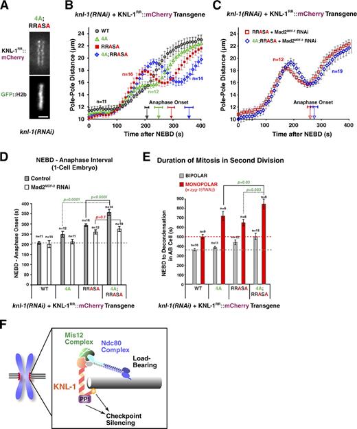 Figure 7. Disrupting both microtubule-binding and PP1-docking activities of KNL-1 has an additive phenotype. (A) A still image of a living one-cell metaphase embryo from a strain expressing a 4A;RRASA KNL-1 mutant; endogenous KNL-1 was depleted. Bar, 2 µm. (B and C) Spindle pole separation kinetics for the indicated conditions. WT and single mutant traces (4A and RRASA) are reproduced from Figs. 2 D and 6 B. Error bars represent the SEM with a 95% confidence interval. Anaphase onset times are marked on the x axis. (D) Timing of anaphase onset in the first embryonic division for the indicated conditions. The gray dashed line is drawn as in Fig. 2 E. For statistical analysis, see Table S1. WT and single-mutant timing data are reproduced from Figs. 2 E and 6 E. Error bars represent the SEM with a 95% confidence interval. (E) Mean duration of AB cell mitosis for the indicated conditions. Dashed lines are drawn as in Fig. 3 B; WT and single-mutant data are from Figs. 3 B and 6 H. For statistical analysis, see Table S2. Error bars represent the SEM with a 95% confidence interval. (F) A schematic summarizing the conclusion that the microtubule-binding activity located in the N terminus of KNL-1 participates in checkpoint silencing.