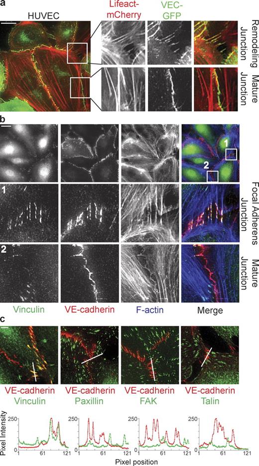 Figure 1. Vinculin marks distinct, remodeling cell–cell junctions attached to radial actin bundles. (a) Still images and enlarged views from time-lapse recordings (Video 2) showing perpendicularly oriented remodeling cell–cell junctions and linear stable/mature cell–cell junctions in a monolayer of HUVECs expressing VE-cadherin–GFP (green) and the F-actin probe Lifeact-mCherry (red). (b) IF images of HUVECs stained for Vinculin (green), VE-cadherin (red), and F-actin (blue) showing specific colocalization of Vinculin with perpendicular remodeling junctions, the FAJs (middle), and the absence of Vinculin from stable/mature linear junctions (bottom). (c, top) Merged IF images of HUVECs stained for Vinculin, phospho-Y118-Paxillin, phospho-Y397-FAK, or Talin (green) together with VE-cadherin (red). (c, bottom) Accompanying fluorescence intensities along the depicted lines showing that Vinculin, but not Paxillin, FAK, or Talin (green lines) colocalize with VE-cadherin (red lines) at FAJs. See also Fig. S1 for details. Bars: (a and b) 20 µm; (c) 5 µm.