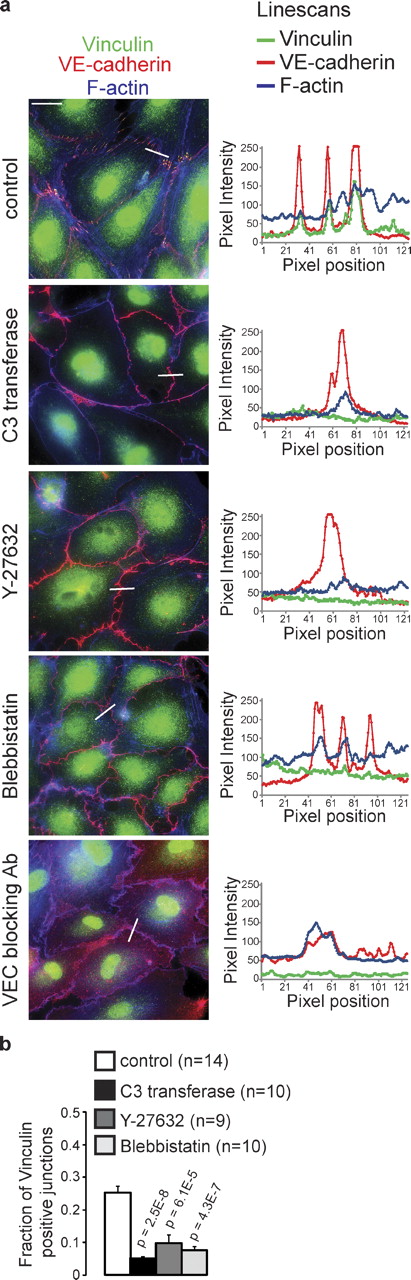 Figure 4. FAJs require actomyosin contraction for their formation. (a) IF images of HUVECs stained for Vinculin (green), VE-cadherin (red), and F-actin (blue) that were treated with membrane-permeable C3 transferase for 4 h to inhibit Rho, Y-27632 for 10 min to inhibit Rock, blebbistatin for 30 min to inhibit myosin activities, or VE-cadherin blocking antibody for 2 h. Line scans on the right show intensities of Vinculin, VE-cadherin, and F-actin signal across indicated junctions. See also Fig. S3 for details. Bar, 20 µm. (b) Quantification (as in Fig. 2 c) of the fraction of Vinculin-positive junction fragments in HUVECs treated with C3 transferase (n = 10 images), Y-27632 (n = 9 images), or blebbistatin (n = 10 images) compared with control (n = 14 images) of two independent experiments. Values are averages ± SEM (error bars). P-values were calculated with a two-tailed, homoscedastic Student’s t test.